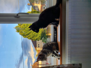 Pictures to cheer people up 😃