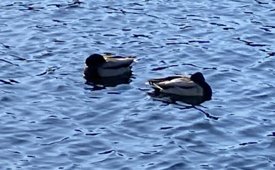 Come and tell me your dull and unexciting news 22: Calmly through the day