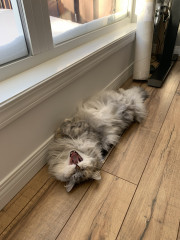 Cat photo thread