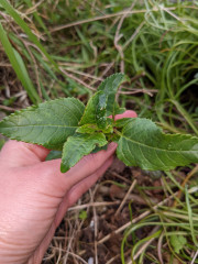 Anyone know what this suckering plant is?