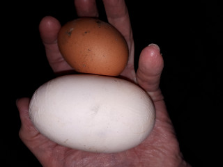Who wants to see a giant egg