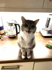 Cat Food Suggestions. 