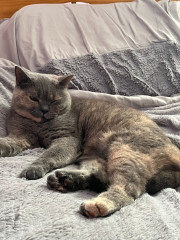 Cat photo thread