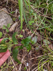 Anyone know what this suckering plant is?
