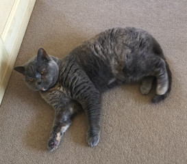 Swagger Inn 171.  Spring is just around the corner, but the HBFs still need their overcoats to keep us warm.