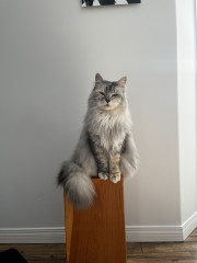 Cat photo thread