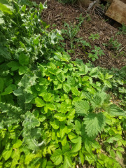 New unruly garden