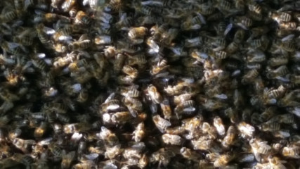 to give you the heeby jeebies wasps/bees