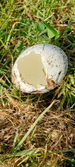 Anyone good at bird egg ID?