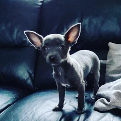 Getting a chihuahua on Monday night!