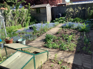 Tackling my overgrown veg plot. Where to begin?