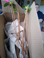 Amble into April Frugaleering