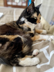 My new baby - 11 yr old calico girl 💕