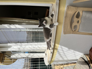 Is this sweet boy a British Shorthair cross? Or just a moggie? 