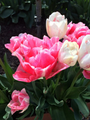 What should you do with tulips after they’ve bloomed?