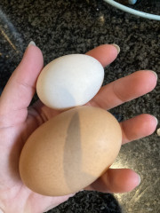 Who wants to see a giant egg