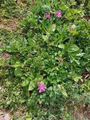 New unruly garden