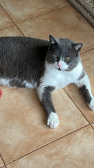 Is this sweet boy a British Shorthair cross? Or just a moggie? 