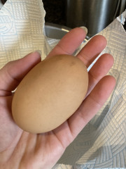 Who wants to see a giant egg