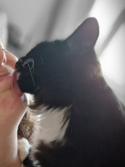 Cat photo thread