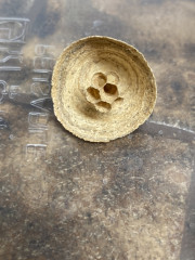Is this a bee's nest or a wasp's nest?