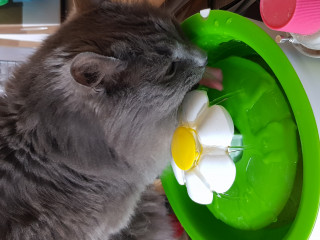Shall I give up on her ever using the new cat fountain?