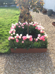 What should you do with tulips after they’ve bloomed?