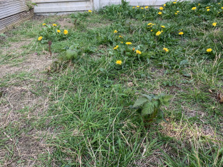 Help with 'garden' of brambles and nettles.