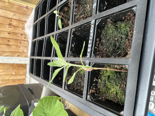 Surprise seedling! 
