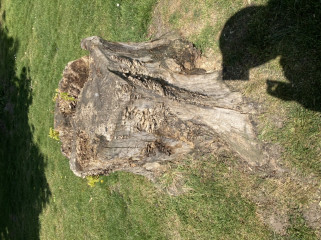 Aren't trees amazing?
