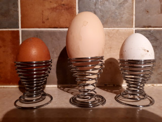 Who wants to see a giant egg