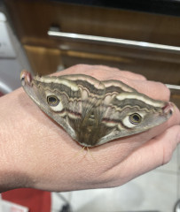 This just flew into my head and scared the hell out of me! 