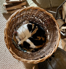 Pictures to cheer people up 😃