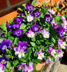 Pictures to cheer people up 😃