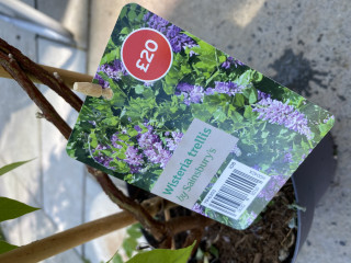 Wisteria identification help