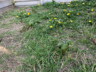 Help with 'garden' of brambles and nettles.