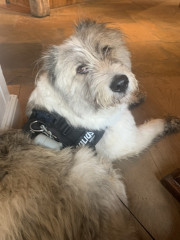 What other owners say  good and bad about your dog