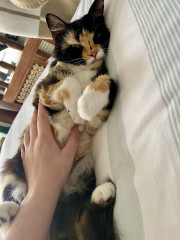 My new baby - 11 yr old calico girl 💕