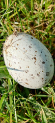 Anyone good at bird egg ID?