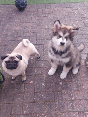 What other owners say  good and bad about your dog