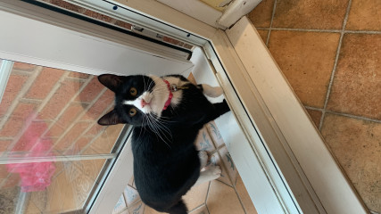Cat photo thread
