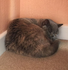 Swagger Inn 171.  Spring is just around the corner, but the HBFs still need their overcoats to keep us warm.