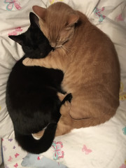 Cat photo thread