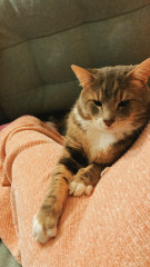 Cat Food Suggestions. 