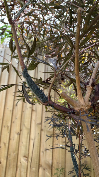 What is this on my Sambucus!?