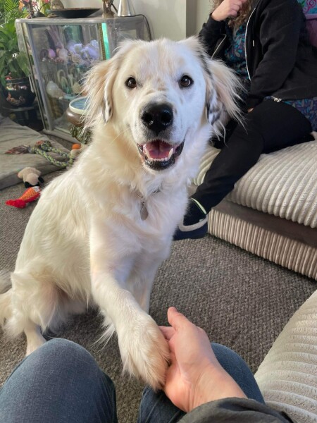 What other owners say  good and bad about your dog