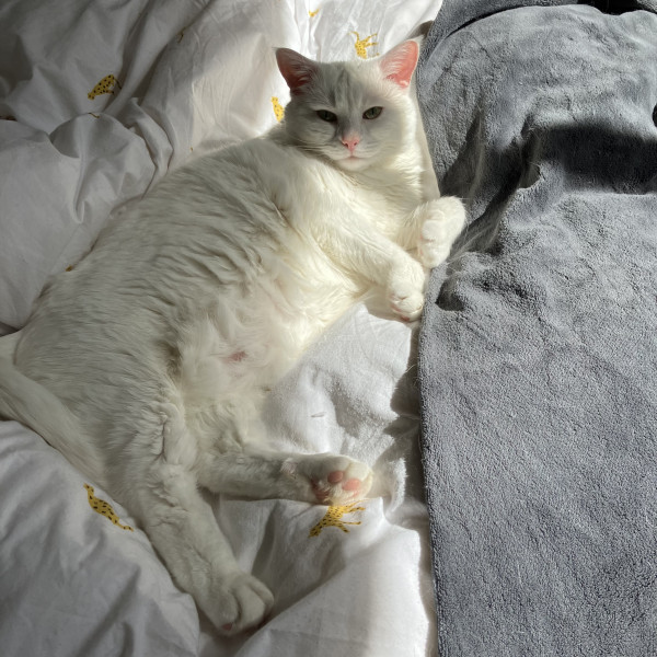 The vet says our cat needs fat camp