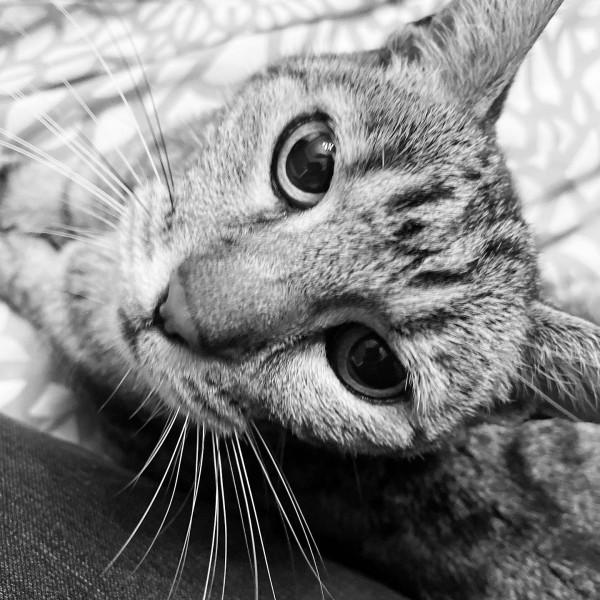 My cat died suddenly and I’m struggling 