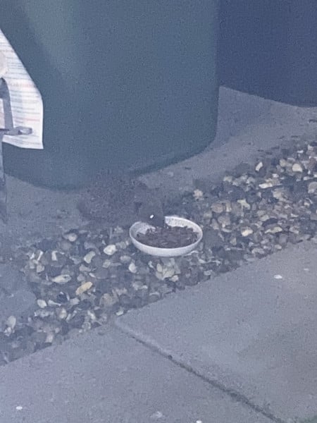 Can you train a hedgehog?