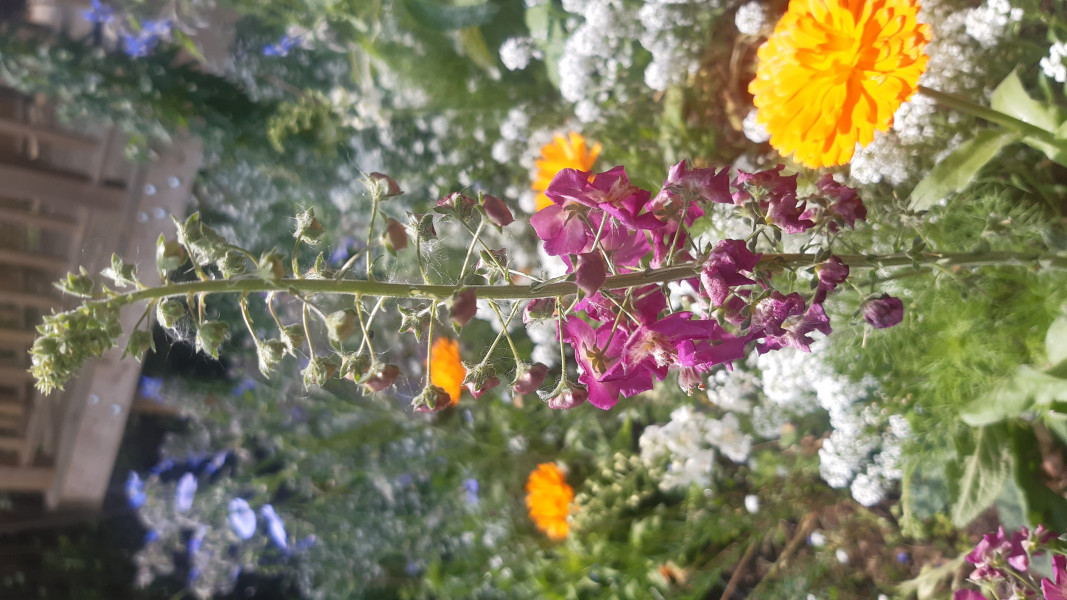 Verbascum 